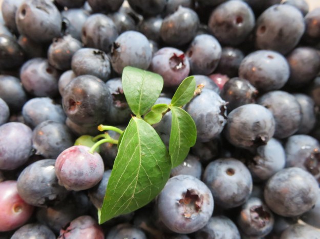 Blaubeeren frisch geerntet