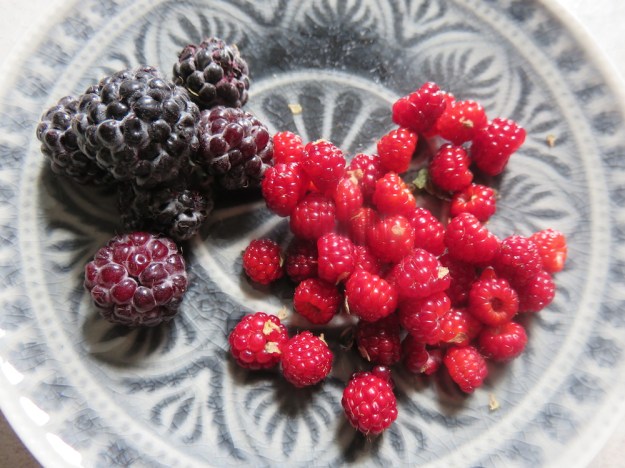 japanische-weinbeere