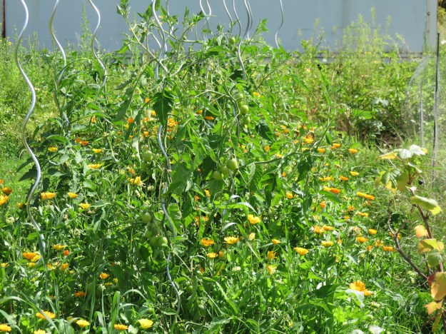 tomaten-ringelblumen-mischkultur
