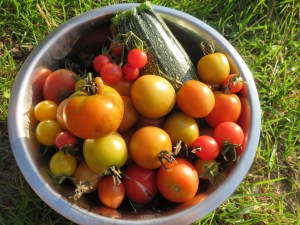Von Braunfäule befallene Tomatenfrüchte sind nicht essbar