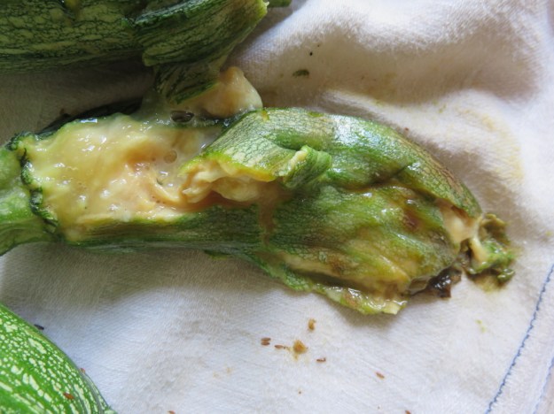 zucchinifaeule_detail2