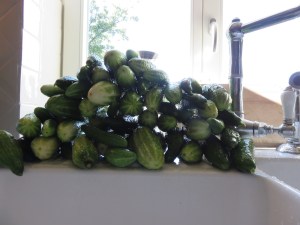 knoblauch-chili-gurken2