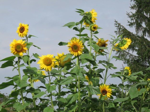 sonnenblumen