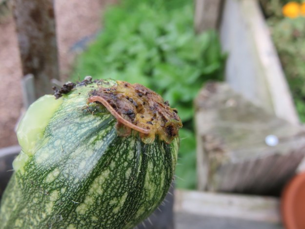 zucchini_mistwurm