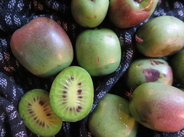 mini-kiwis