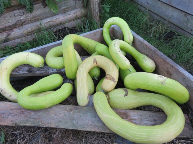 trombolina_dalbenga2