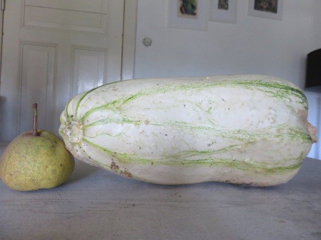 zucchini_ausgereift