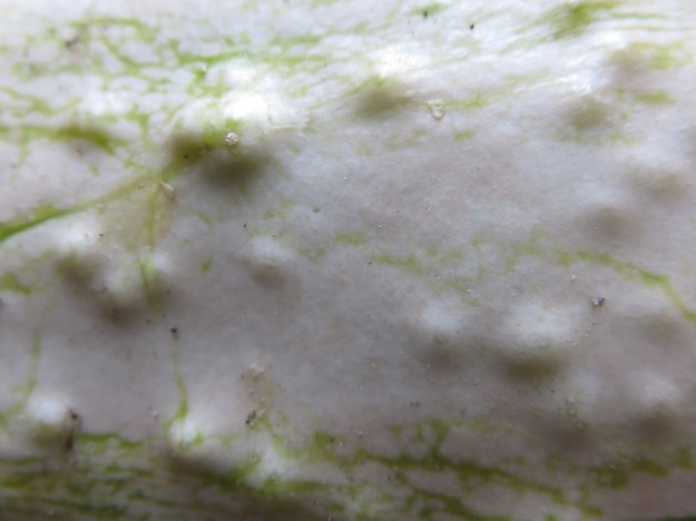 zucchini_ausgereift2