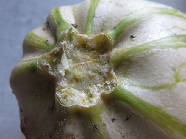 zucchini_ausgereift3