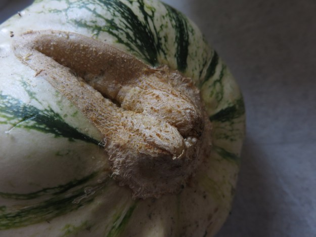 zucchini_ausgereift4