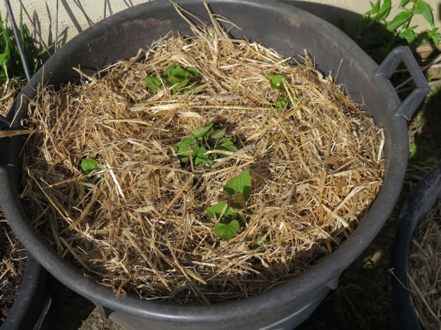 suesskartoffel6juno-juli