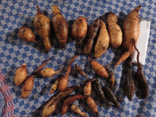 suesskartoffelernte2-25.10