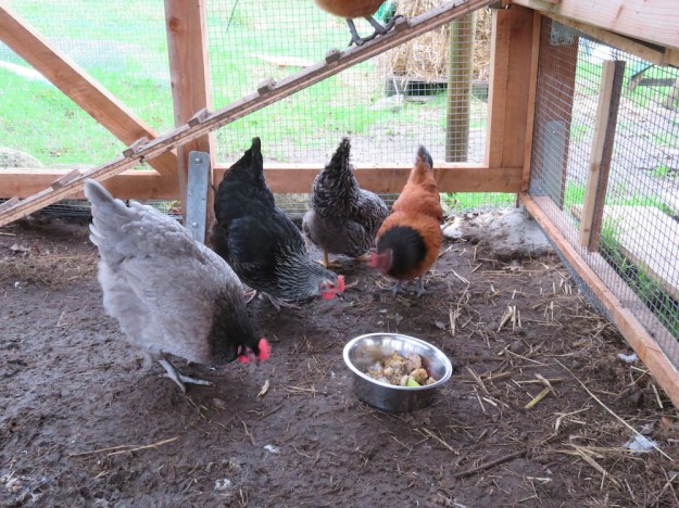 huehnerschar2