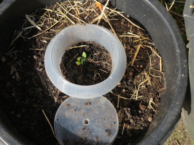 Frisch gepflanzt und ausgetrieben, noch wirklich klein