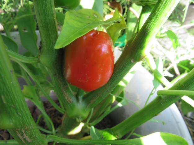 Kirschpaprika 'Bunte Zwerge' Ende August