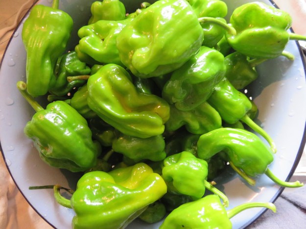 gruene-gemuesepaprikas