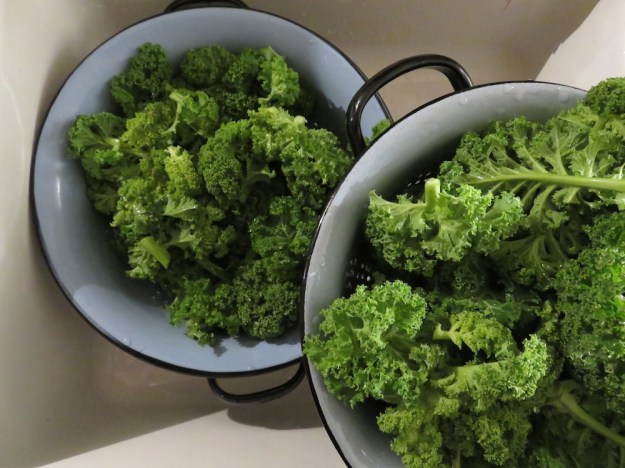 gruenkohl-geputzt