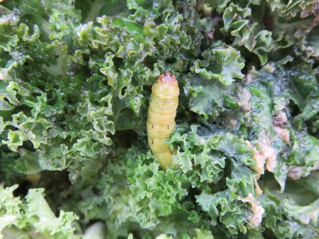 gruenkohl-raupe-januar