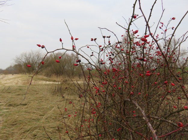 hagebutten-strand