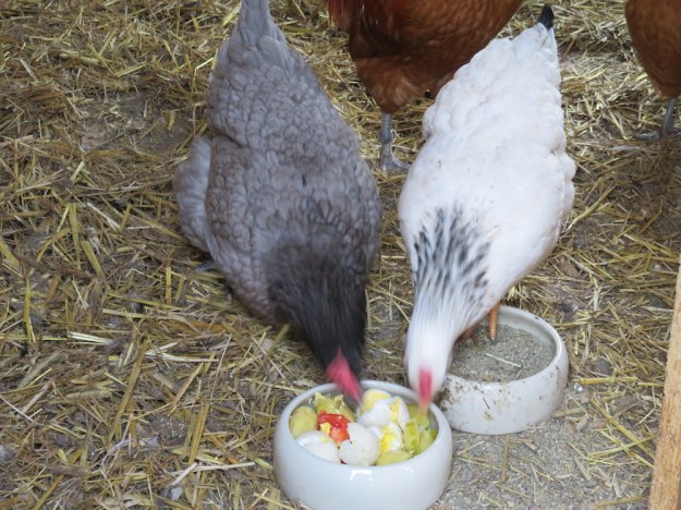 huehnerfutter-entenprotein