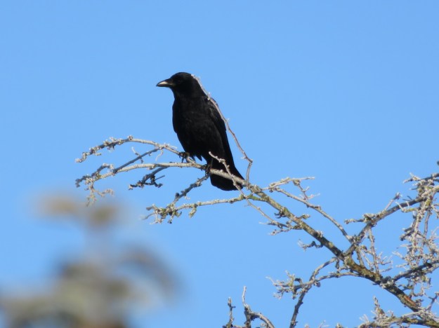 Kolkrabe oder Rabenkrähe? Hier heisst alles 'Krai'