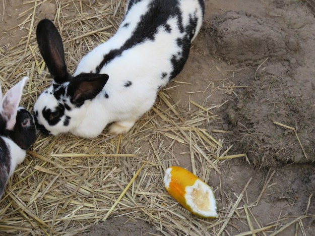 natuerliche-wintertraenke