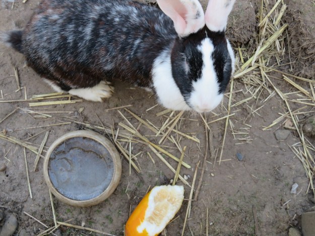 natuerliche-wintertraenke2