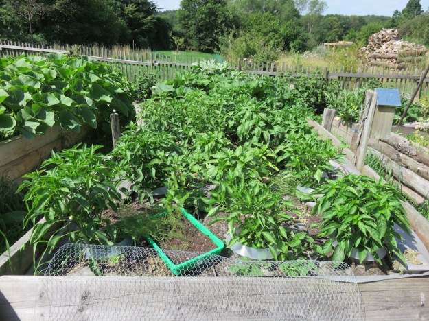 Paprikapflanzen am 18. August