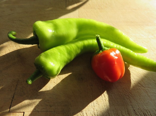 Kirschpaprika und Spitzpaprika Ende August