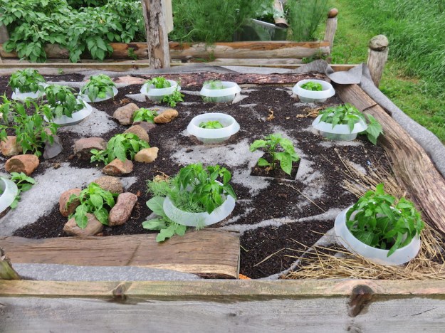 Paprikapflanzen am 5.Juli