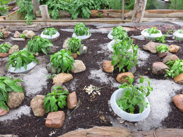 Paprikapflanzen am 5.Juli