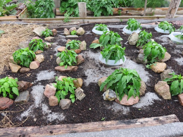 Paprikapflanzen am 5.Juli