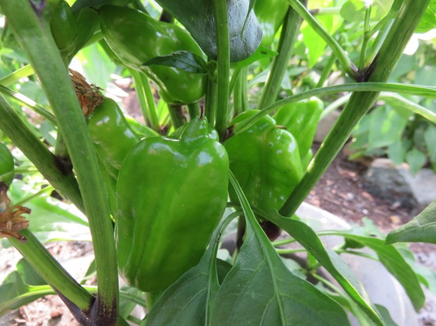 Paprikapflanzen am 18. August