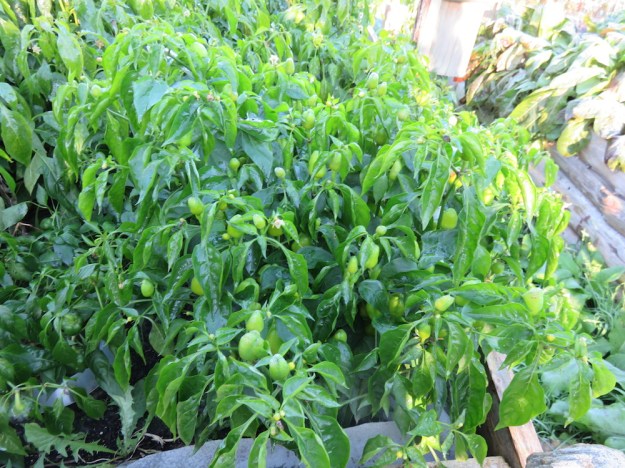 Paprika mit leichtem Frostschaden am 12 Oktober