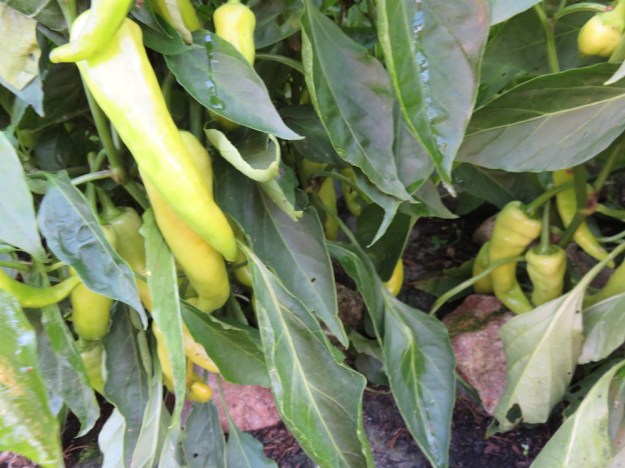 Paprika mit leichtem Frostschaden am 12 Oktober