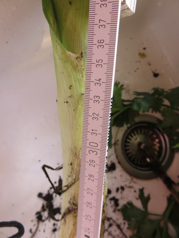 porree-extraweit-gebleicht2