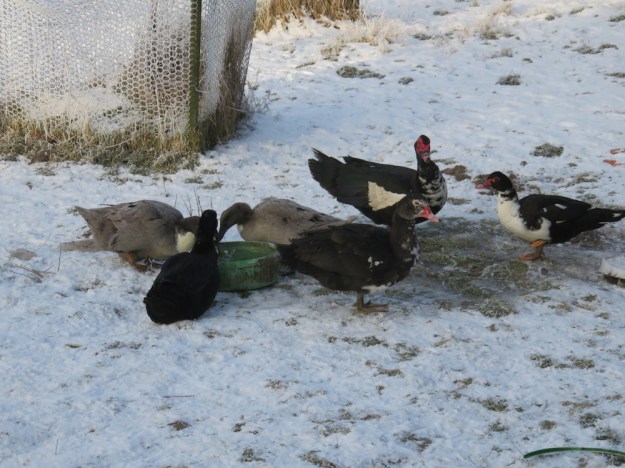 Badespaß, baden im warmen Wasser im Winter