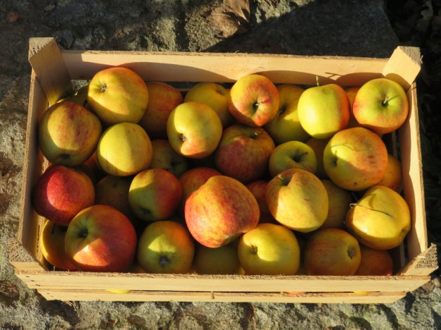 aepfel-winterarbeit2