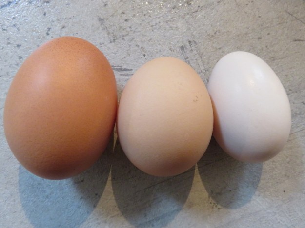 Foto Ei Vorwerkhuhn ganz rechts