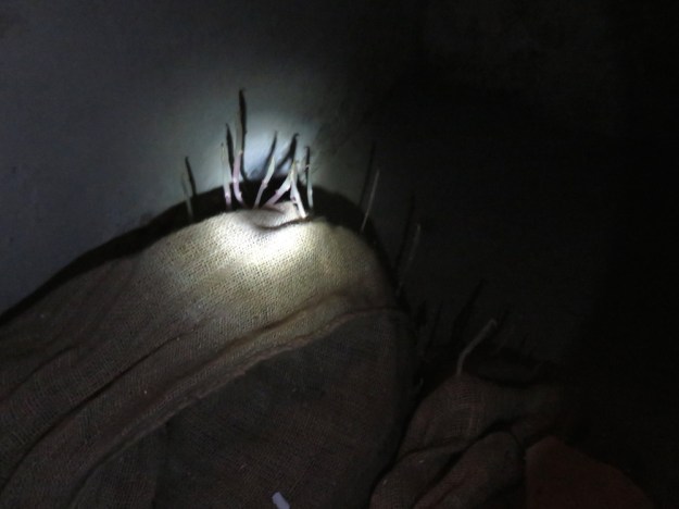 keimende-kartoffeln2