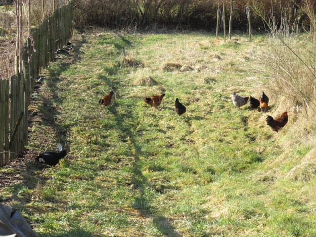 freilaufende-huehner