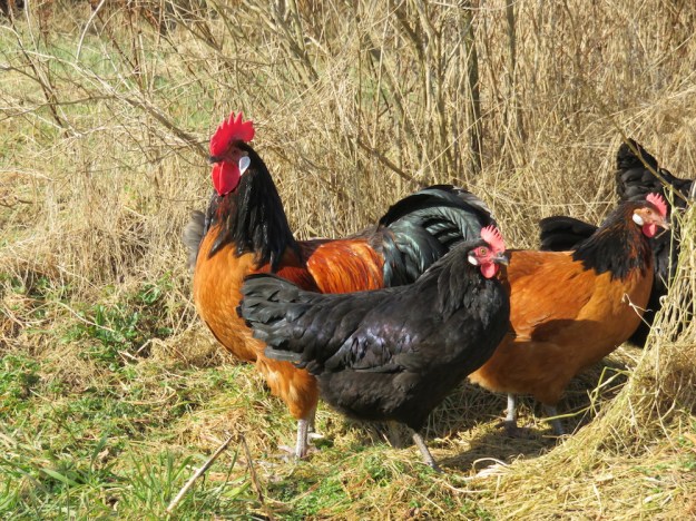 freilaufende-huehner2