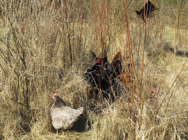 freilaufende-huehner3