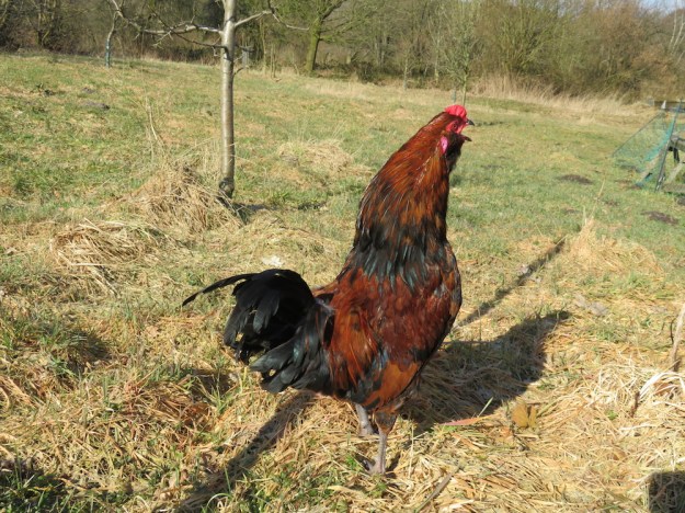 freilaufende-huehner4