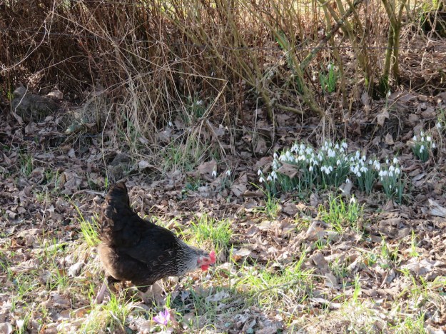 freilaufende-huehner5