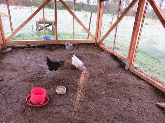 huehnerstall5