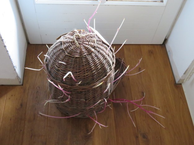 Gekeimte Kartoffeln 'Roter Erstling'