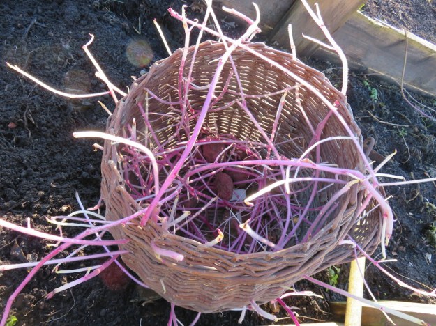 Exzrem lange Triebe an Kartoffeln