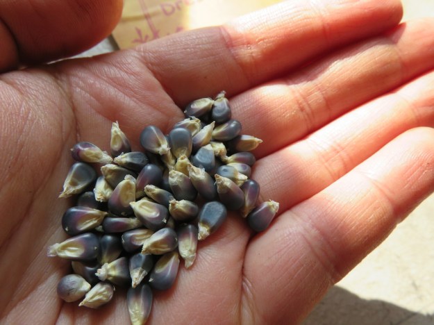 Blauer Poppmais 'Blue Cuties'