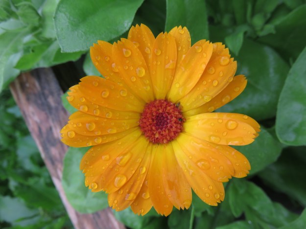 ringelblume im Garten